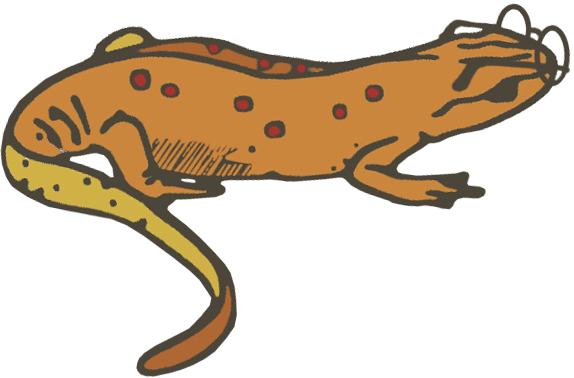 Illustration of the Read Spotted Newt mascot, an orange newt in glasses, facing right